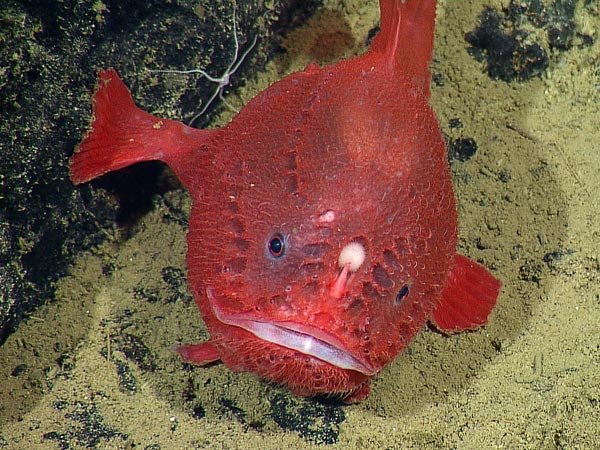 red_deep_sea_anglerfish.jpg