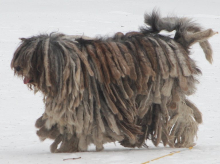 walking-bergamasco-shepherd-with-friend-picture.jpg