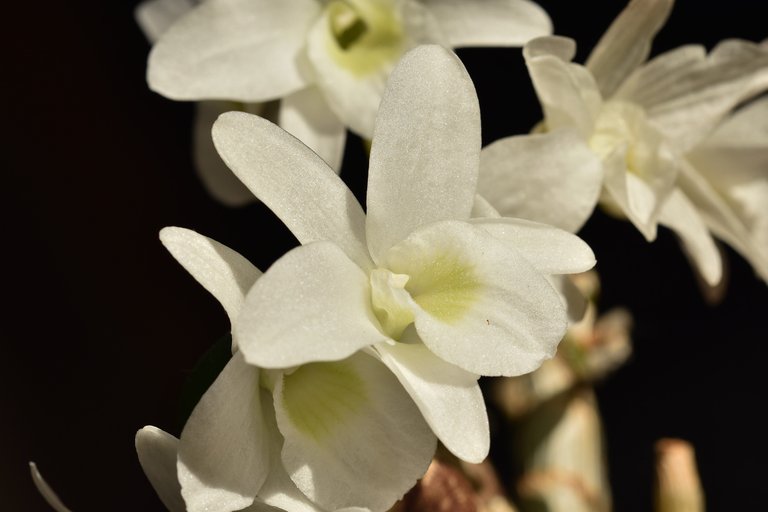 Dendrobium Pocket Lover flowers.jpg