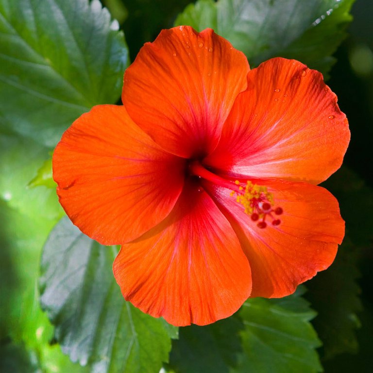 Island_Hibiscus_1000px.jpg