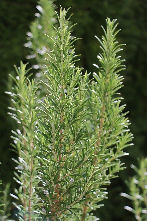 rosemary-3399180_960_720.jpg