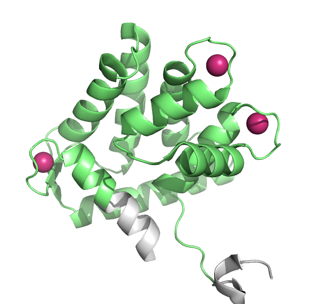 Calcium-loaded apo-aequorin.png