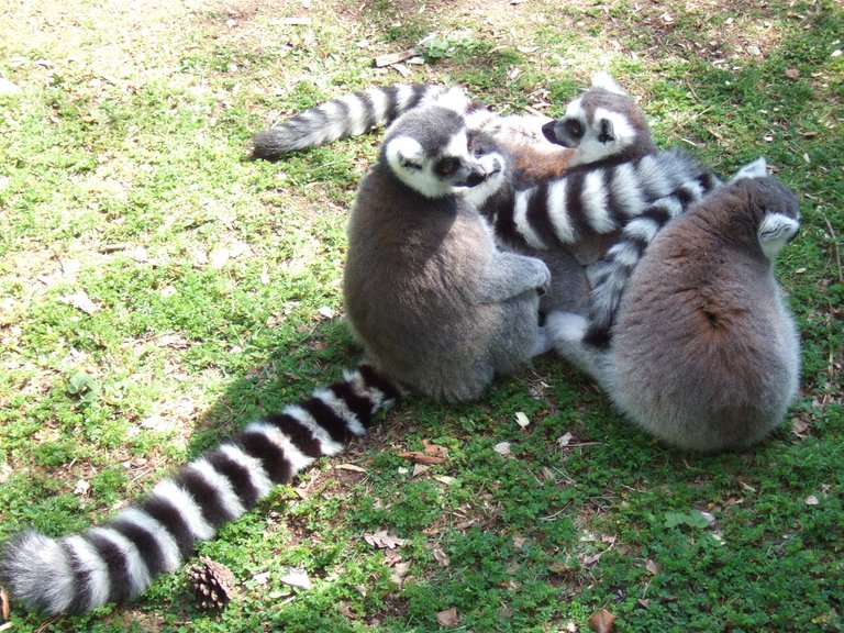 Lemur_ball_of_ring-tailed_lemurs.JPG