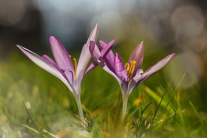 crocus-2235610__480.jpg