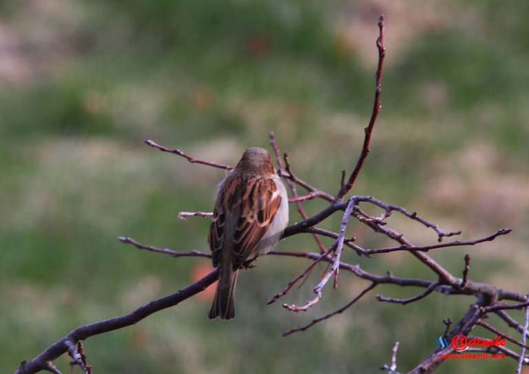 House Sparrow PFW01-23.JPG