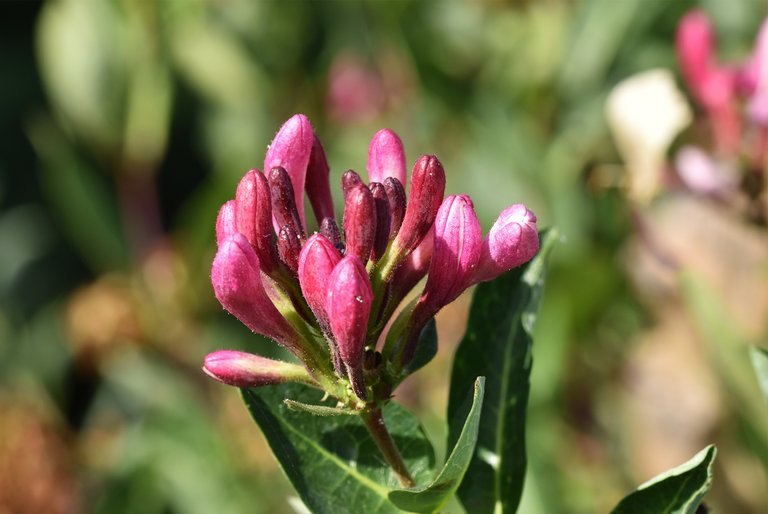 honeysuckle flower buds.jpg