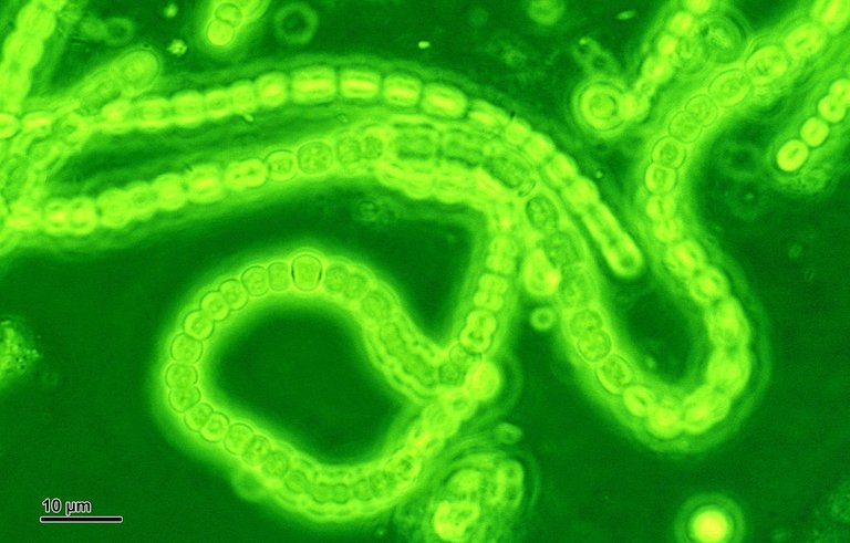 Cyanobacteria.jpg
