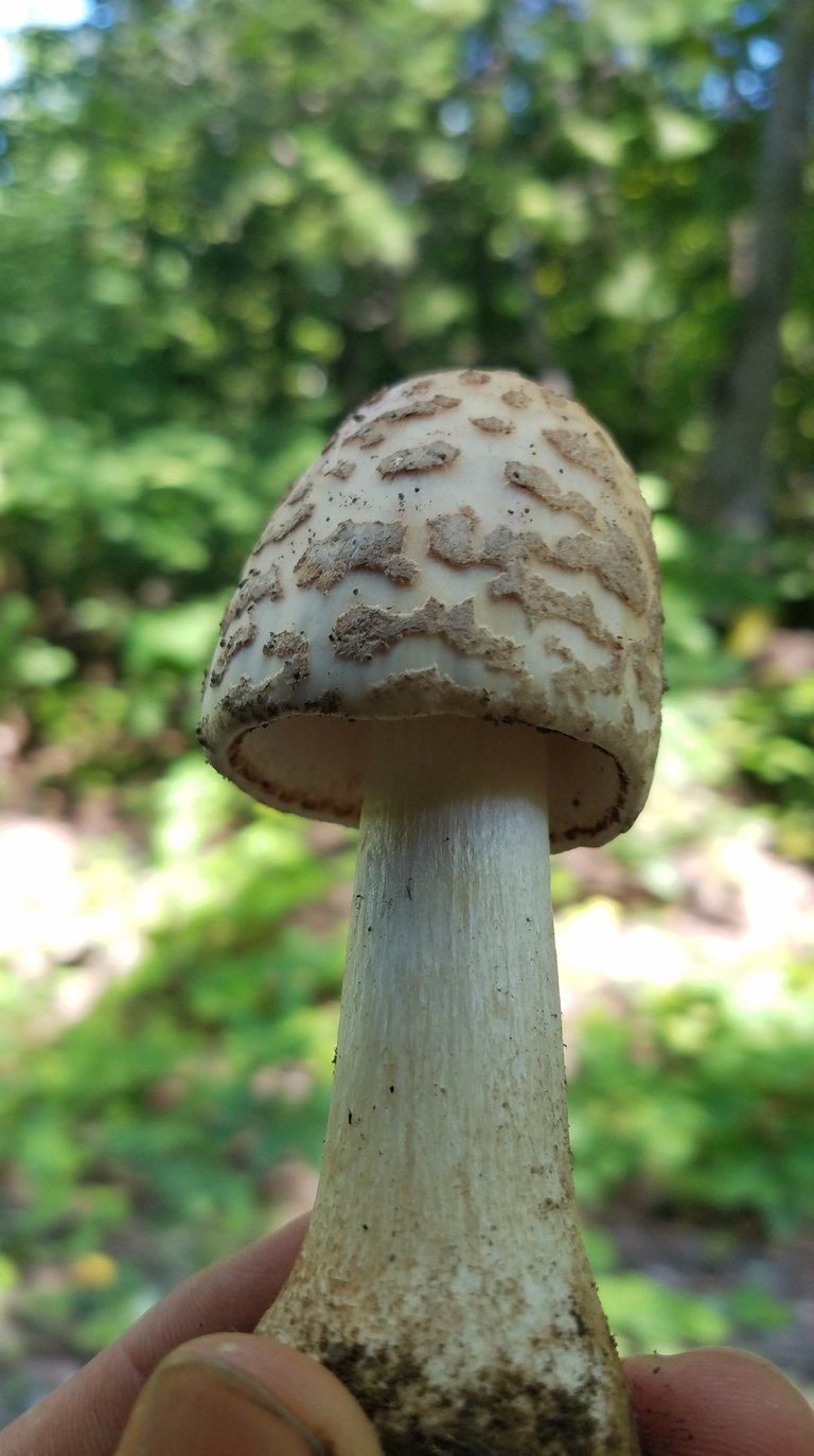 amanita.jpg