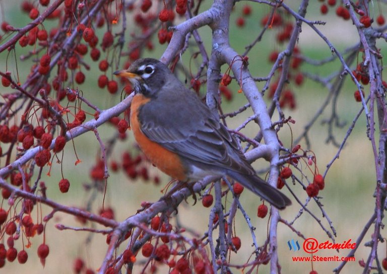 American Robin PFW59.jpg