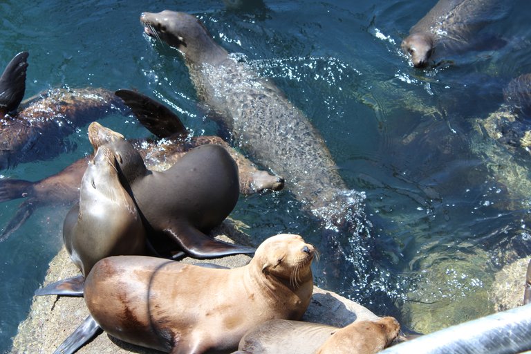 SeaLions2.JPG