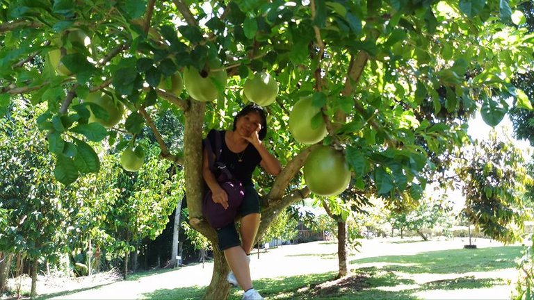 bing and guava tree and my best friend.jpg