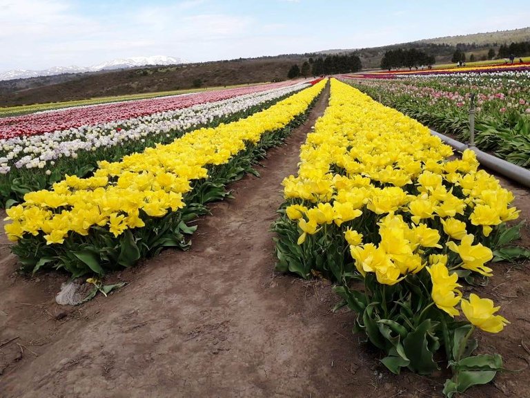 tulipanes3.jpg