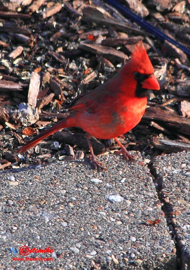 Northern Cardinal IMG_0055.JPG