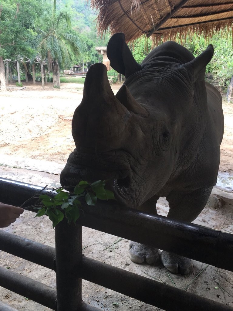 Khao Kheow Open Zoo19.jpg