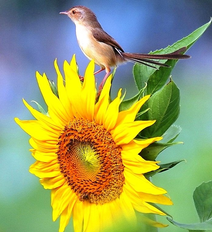 small bird on sunflower.jpg