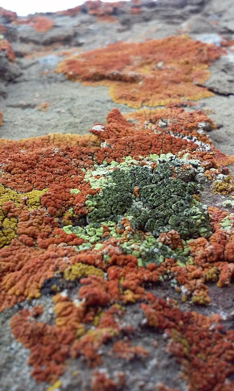 Orange Lichen.jpg