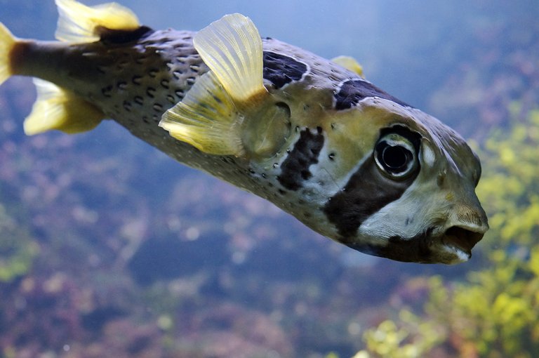 puffer-fish-2374607_1920.jpg