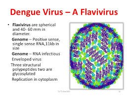 dengue 1.jfif