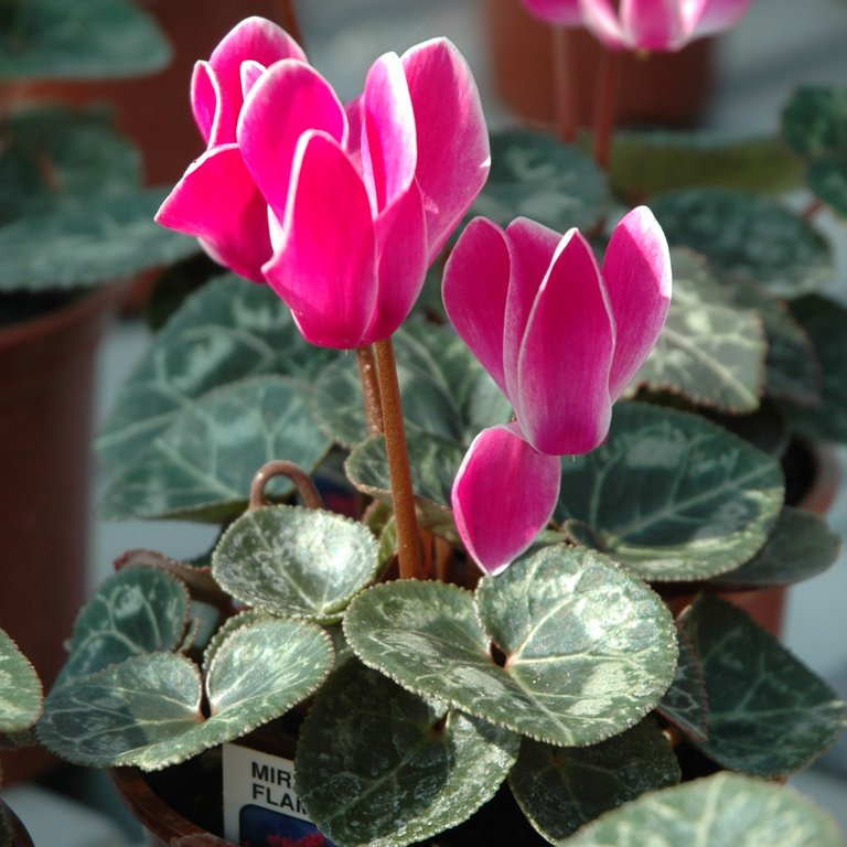 Cyclamen-Miracle-Flame.jpg