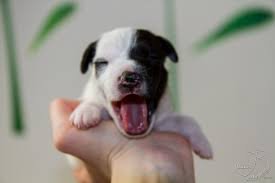 puppies yelling.jpg