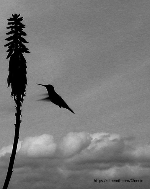 colibri_bw.jpg