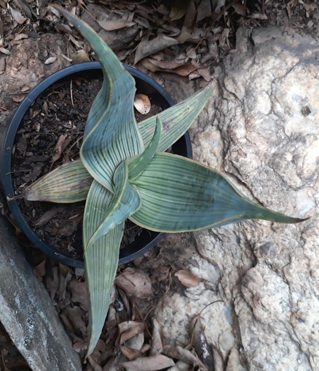 aloe karasbergensis.jpg