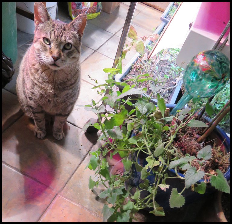 JJ by catmint plant.JPG