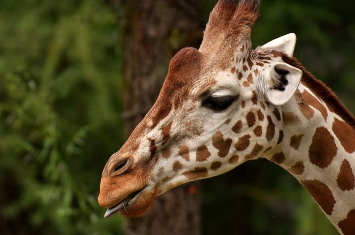 giraffe-3500565__480.jpg