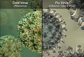 common cold1.jfif