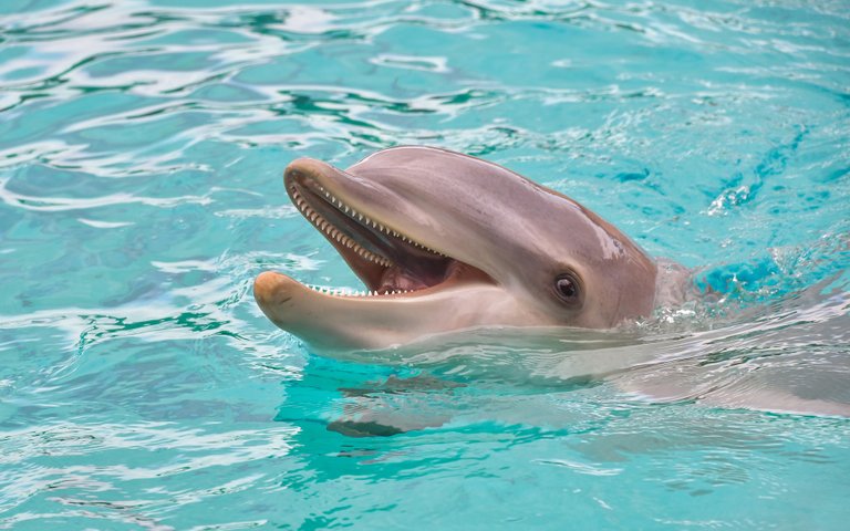 dolphin-3416508_1920.jpg