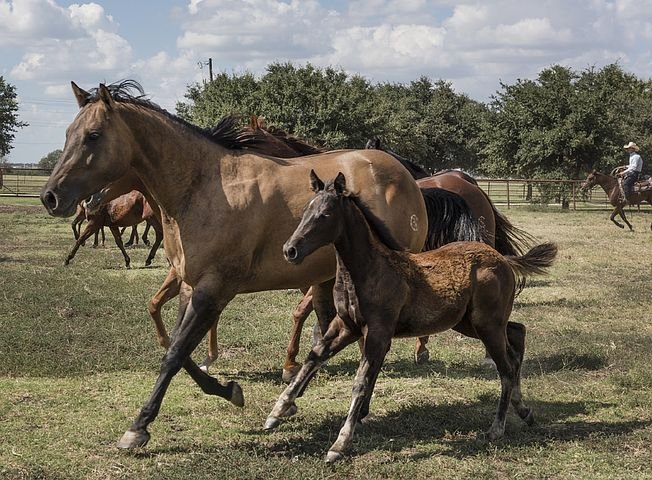 horses-754708__480.jpg