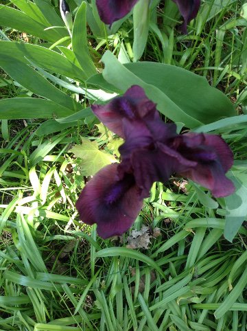 single dark iris vertical.JPG