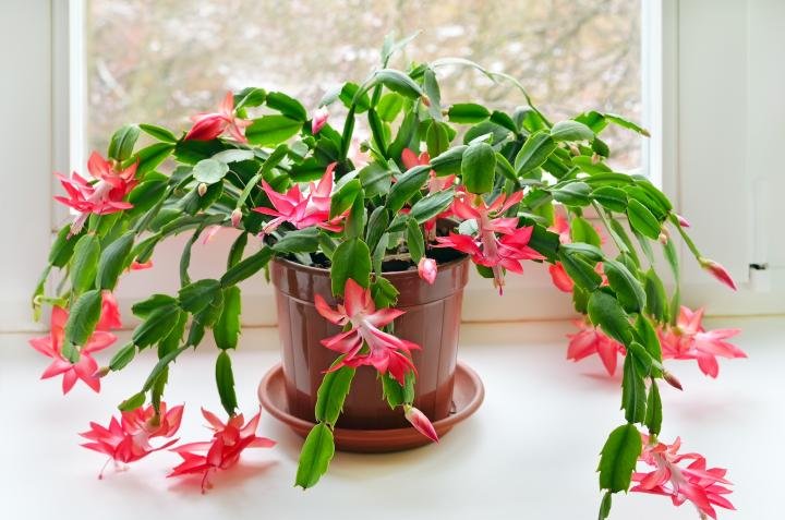 thanksgiving-cactus_nadezhdanesterova-ss.jpg