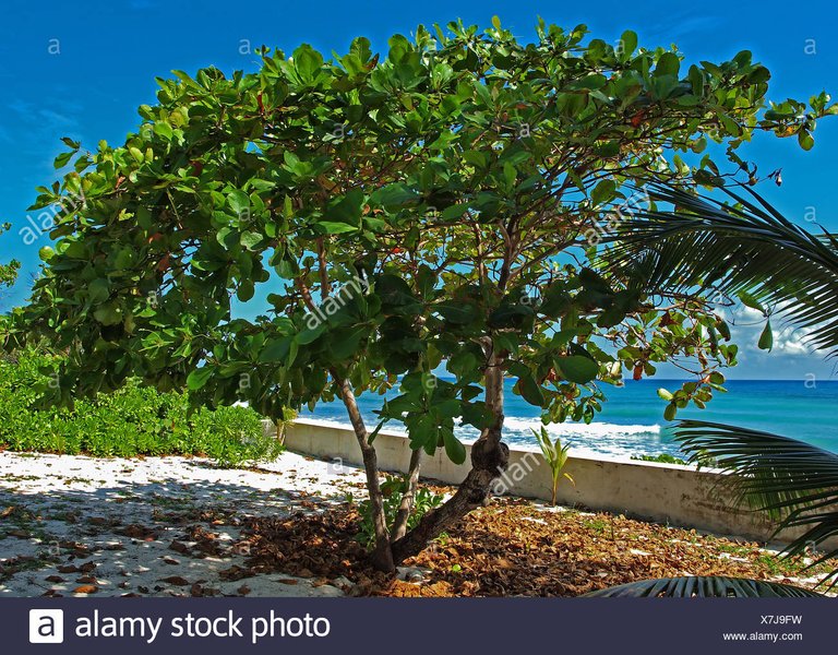 caribbean-sea-grape-tree-tropical-plants-tropical-trees-grand-cayman-X7J9FW.jpg