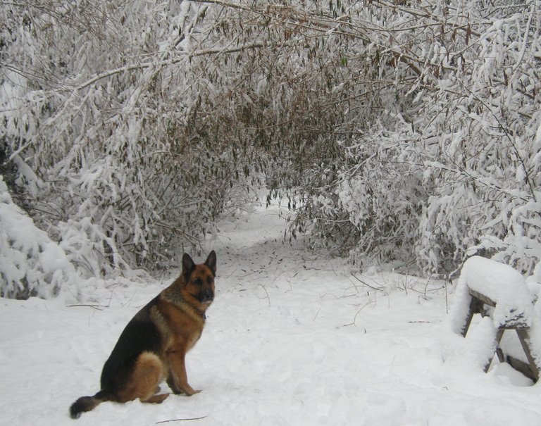 Bruno sitting in front of snowy willow arches.JPG