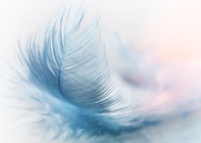 feather-3010848__480.jpg