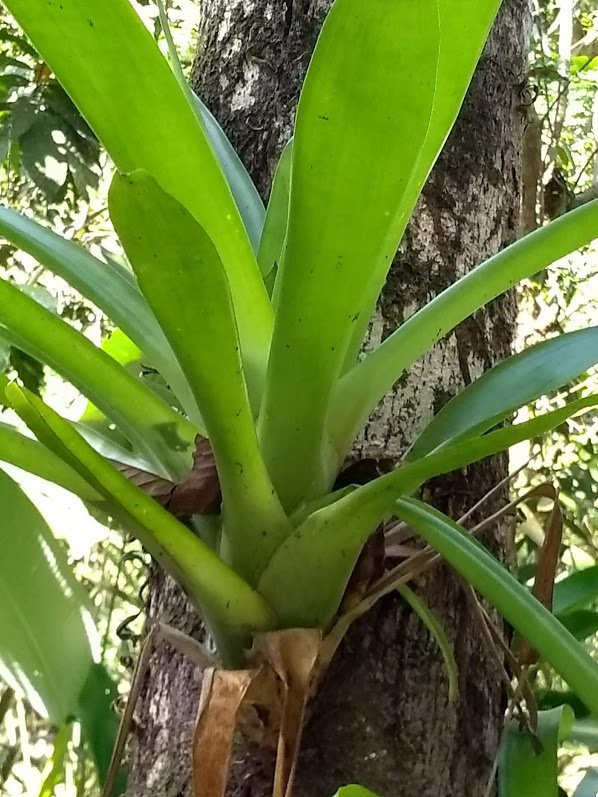 EpiphyticBromeliad.jpg