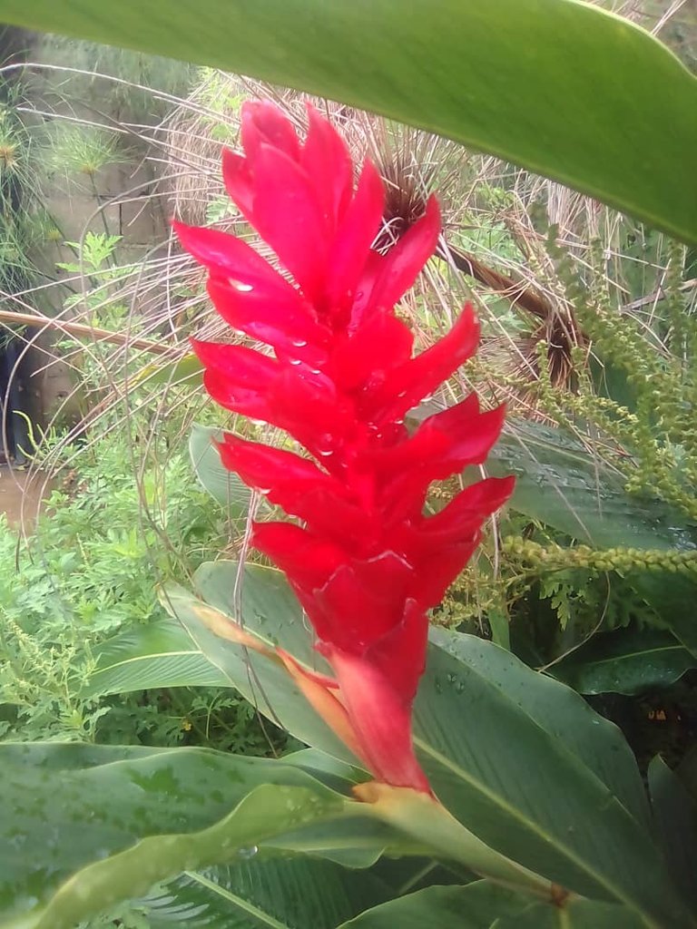 heliconia roji.jpg