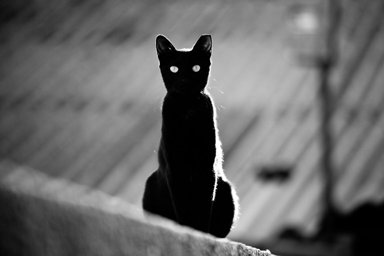 black cat.jpg