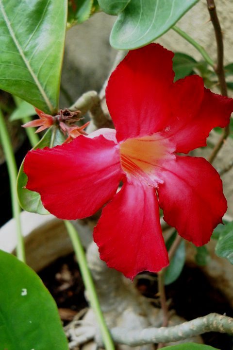 Flor del desierto.jpg