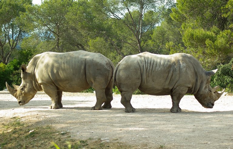 rhinoceros-782278_1280.jpg