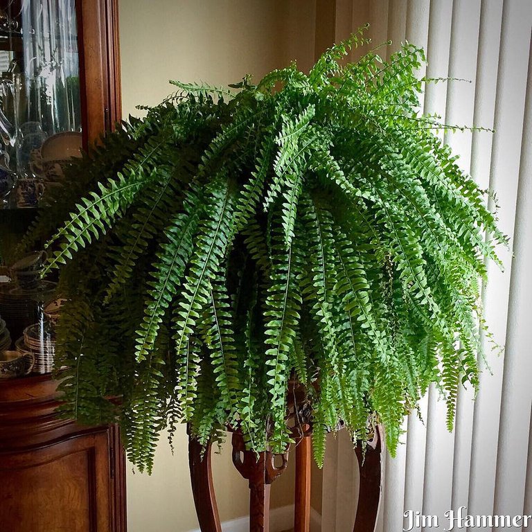 Boston Fern.jpg