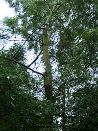 Fraxinus_angustifolia_broken_trunk1.jpg