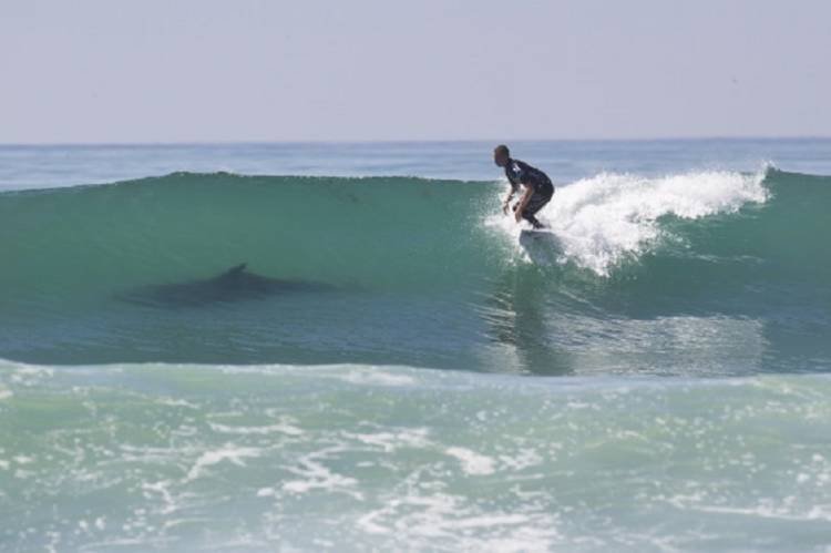 BIG-4-surfing-with-sharks.jpg