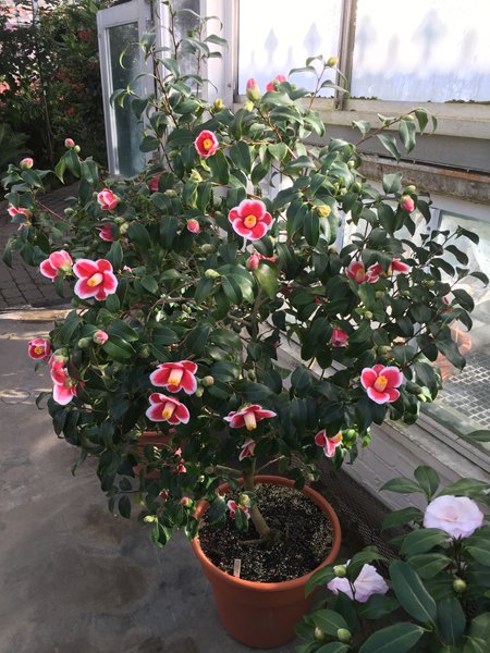 Smith Greenhouses - camillia5 red-white shrub crop January 2020.jpg