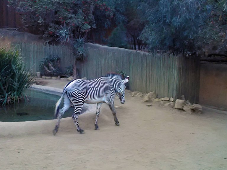 Vanja Avedal, Jeronimo Rubio, Los Angeles Zoo, 2017, Los Angeles California (24).jpg