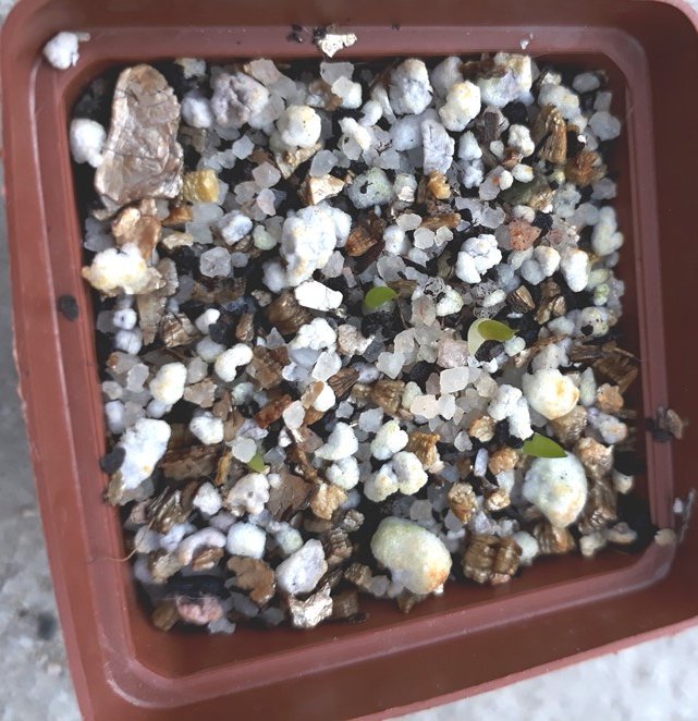 haworthia seedlings.jpg