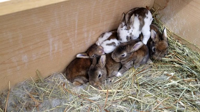 2018May27BunnyPile.jpg