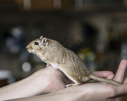 gerbil-716586__340.jpg