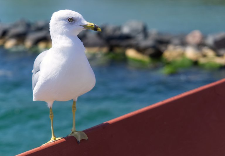 jessicaoutside.com-P8162239-closeup-of-seagull-toronto-1680-97.jpg